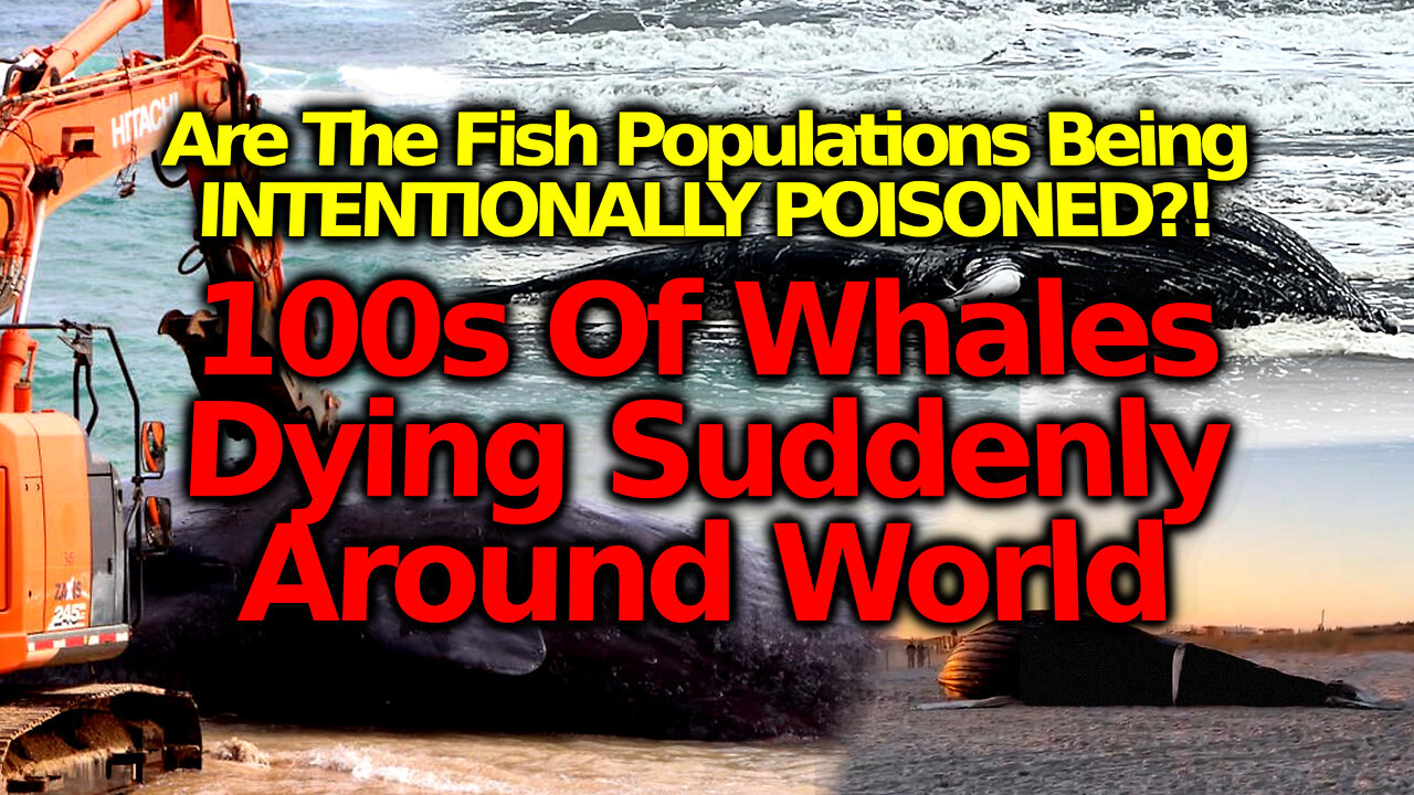 Whales Dying In Huge Numbers: Smoking Gun Of Food Supply Attack Genocide?! Govt Caught Poisoning!