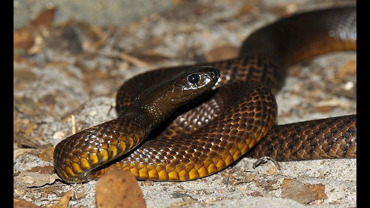 The competition is intense between a snake and a bear