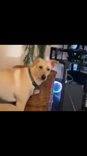 This Dog Can Talk! #funny #video