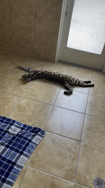 Playing with a Serval Cat
