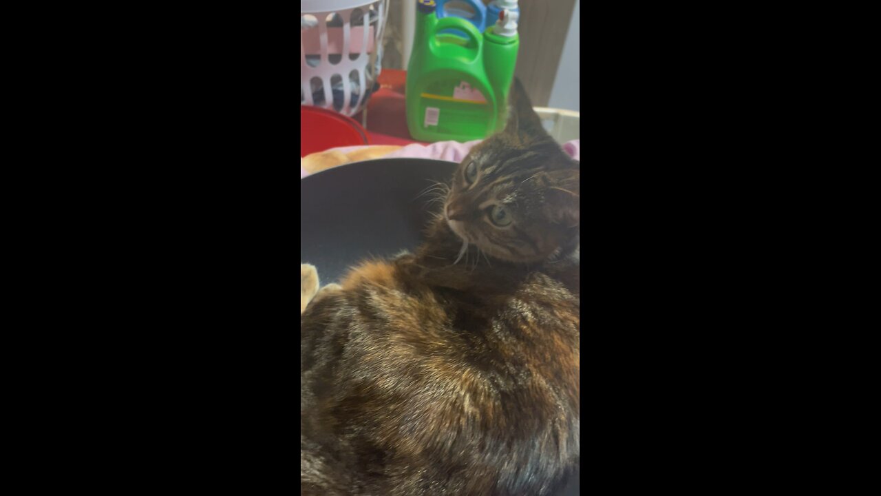 Funny cat video