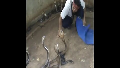 Selection of snakes for the snake show #sanammalhi