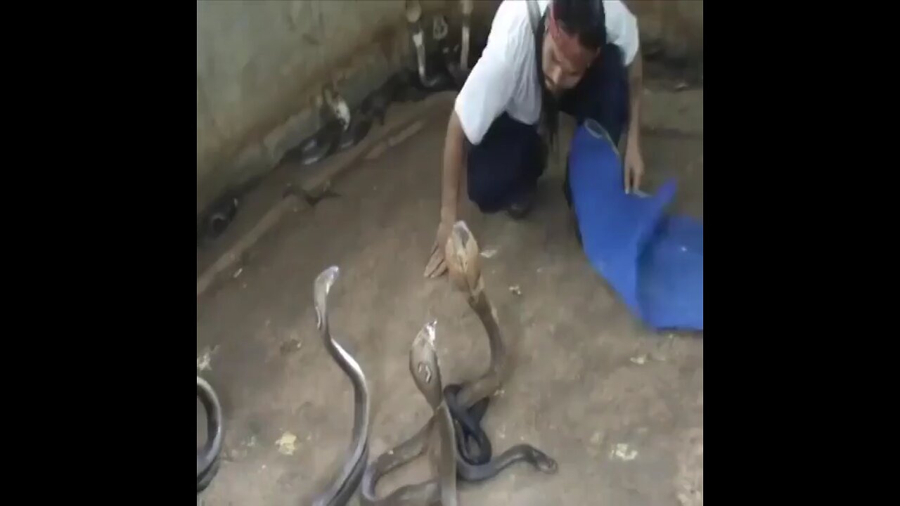 Selection of snakes for the snake show #sanammalhi
