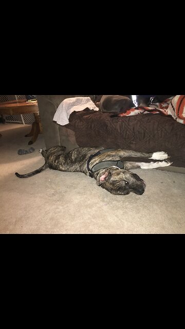 Dog is zonked and those eyes