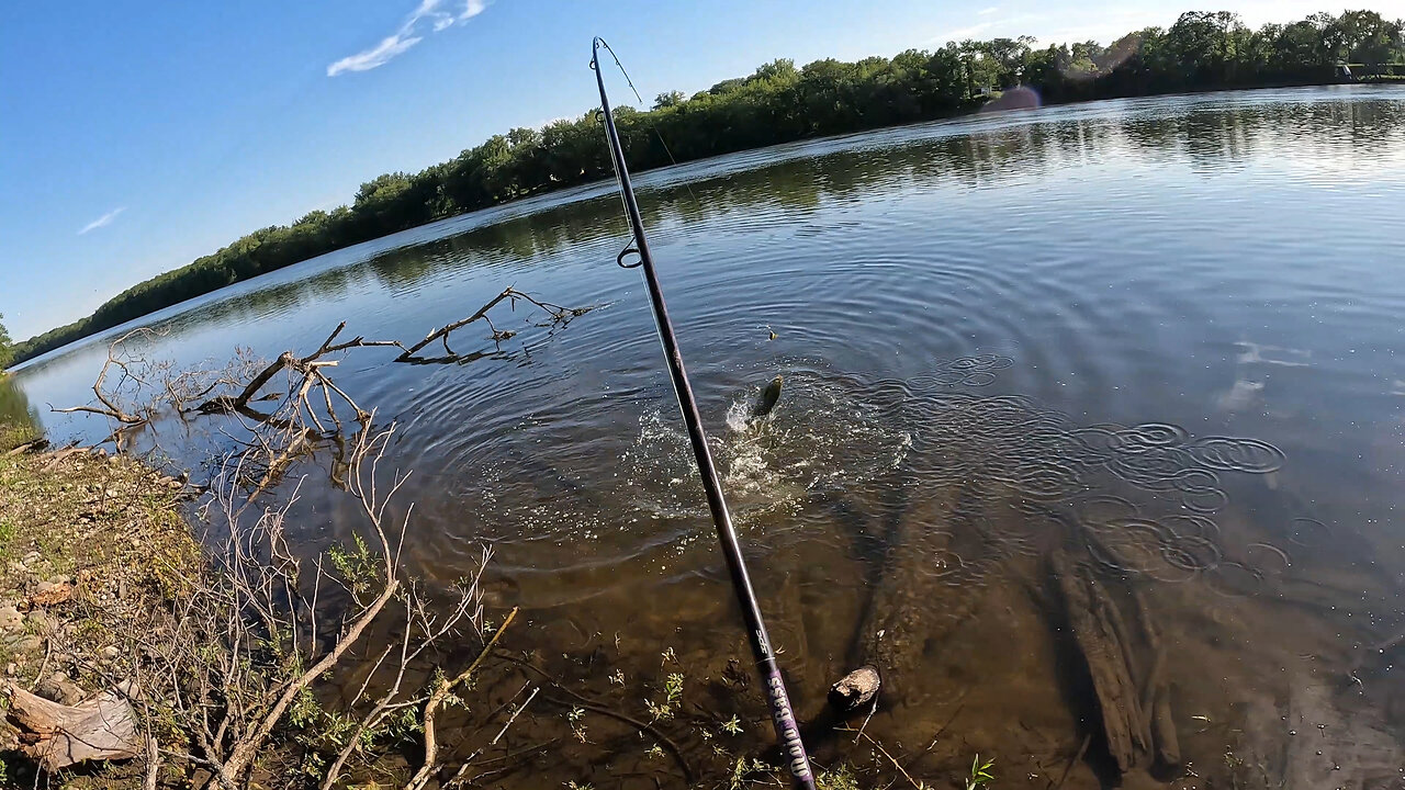Nothing fights like a smallmouth