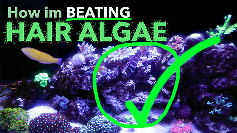 Don't Let HAIR ALGAE Destroy Your REEF TANK!