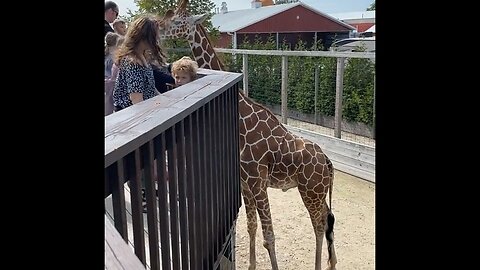 Giraffe