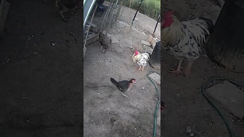 chicken watch