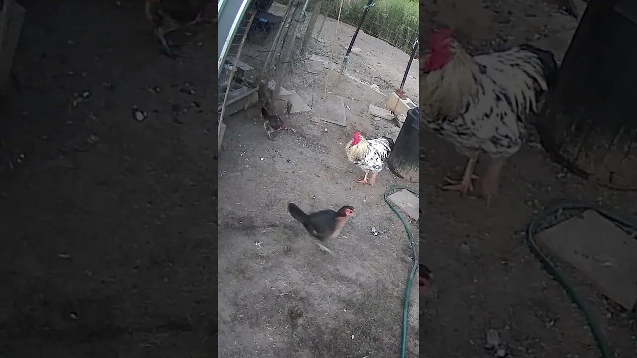 chicken watch