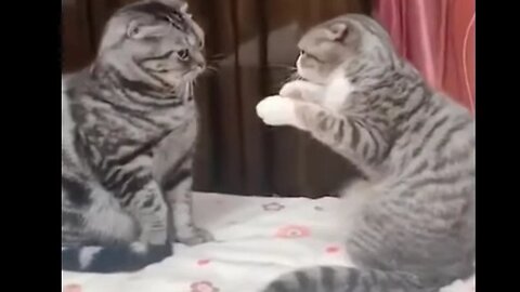 Super cute animals