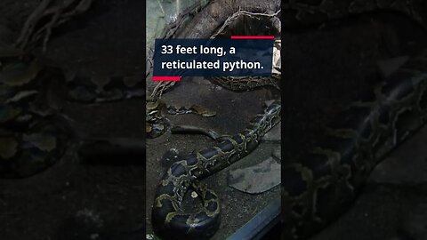Mind Blowing Fact #... Unleash Your Brain: Discover the Most Shocking Fact of the Day #shorts