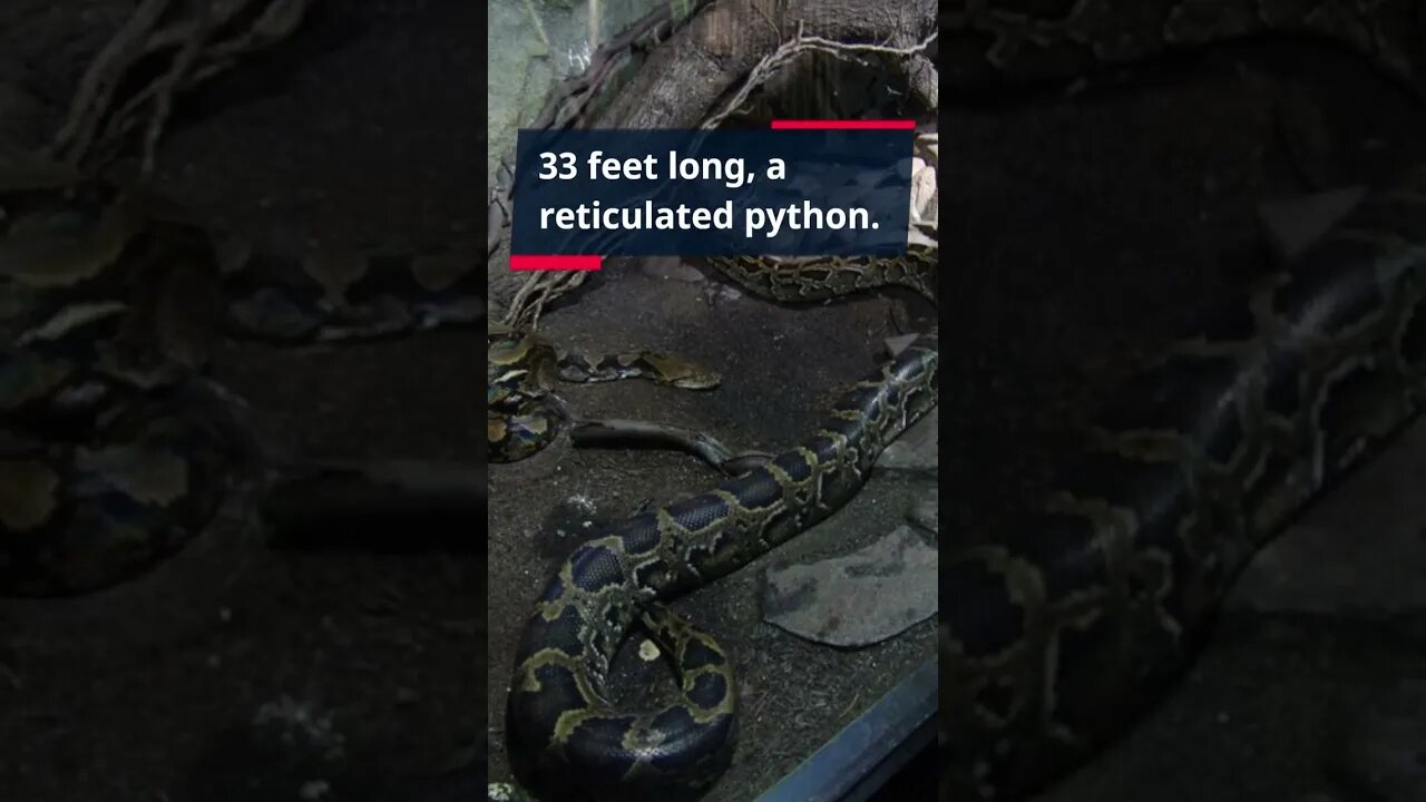 Mind Blowing Fact #... Unleash Your Brain: Discover the Most Shocking Fact of the Day #shorts