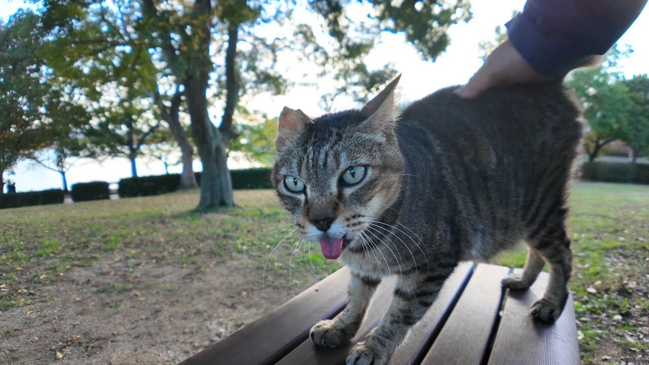 When I sat on a bench in the park in the evening, a cat jumped up next to me.