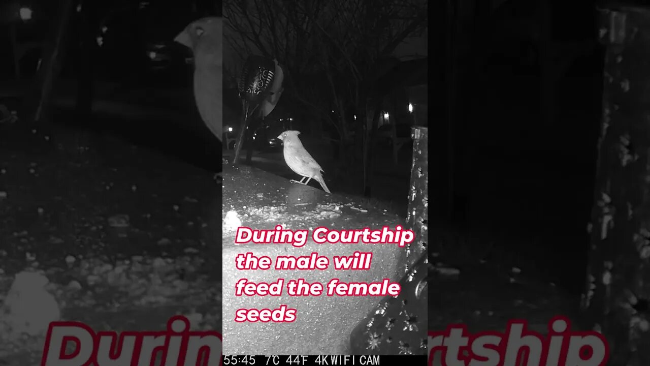 Cardinal Facts #Shorts 🌲