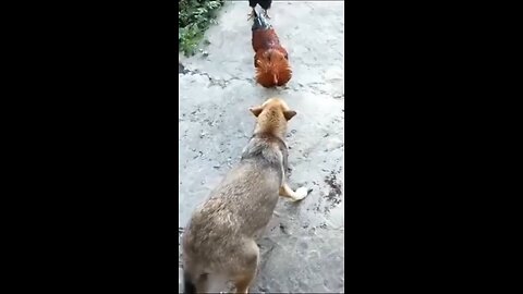 Funny Animal Videos