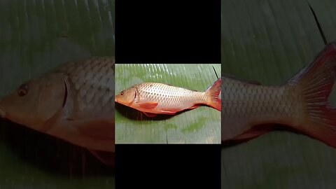 #shorts #youtubeshorts #viral #viralshorts #trending #trendingshorts #fish #fishing #bengalcooking