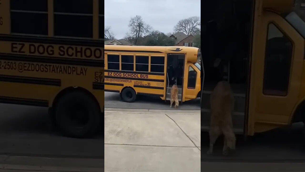 Dogs Take the Bus to School? 🤣