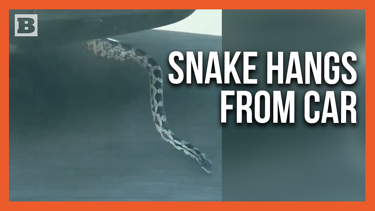 Ssslow Down! Snake Spotted Dangling from Underside of Car Speeding Down Highway