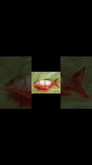 yummy TabletFish😍@BENGALCOOKING #shorts #youtubeshorts #viral #viralshorts #trending #trendingshorts