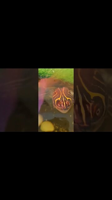 Hand Feeding My Map Turtle 🐢 a delicious Treat #pets #animals #live