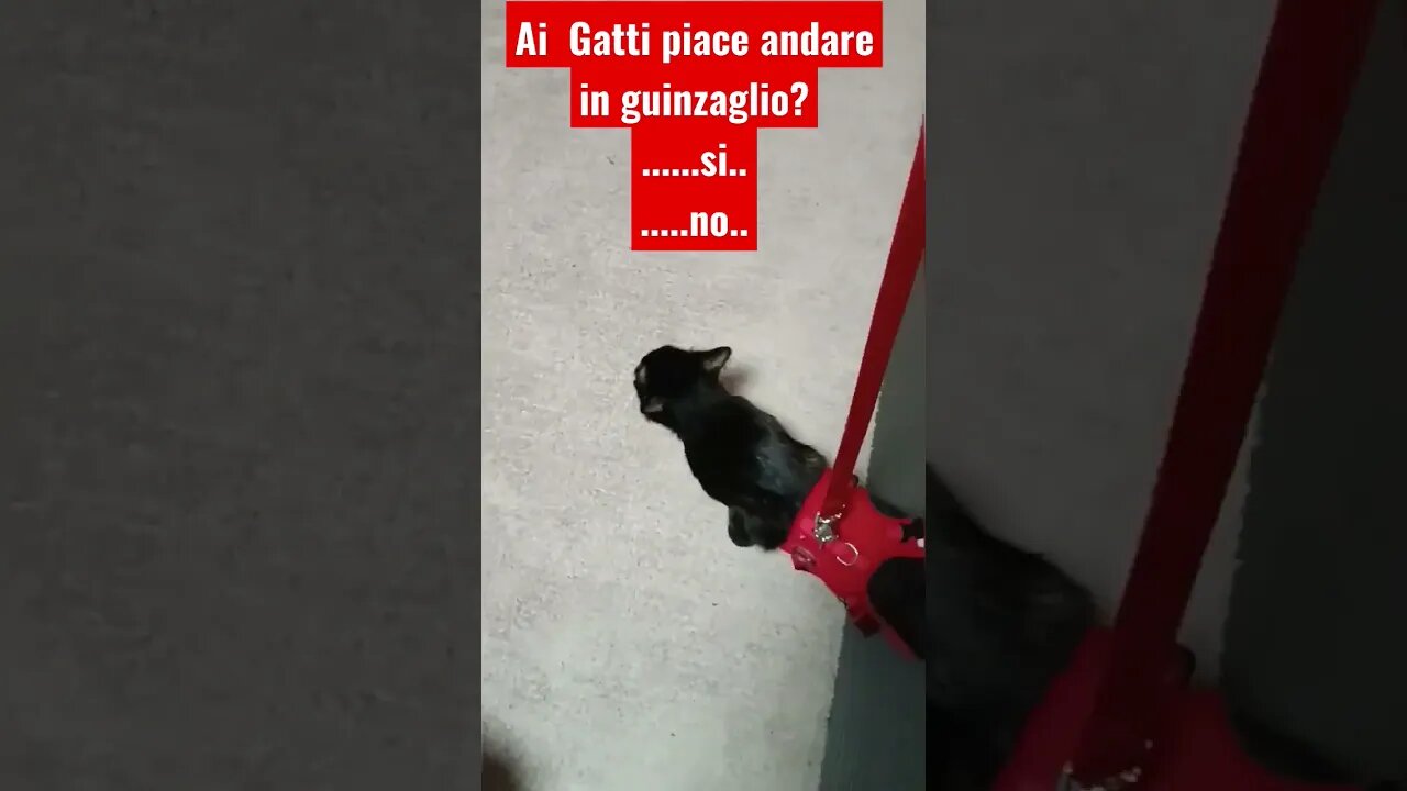 Ai gatti piace andare in guinzaglio?