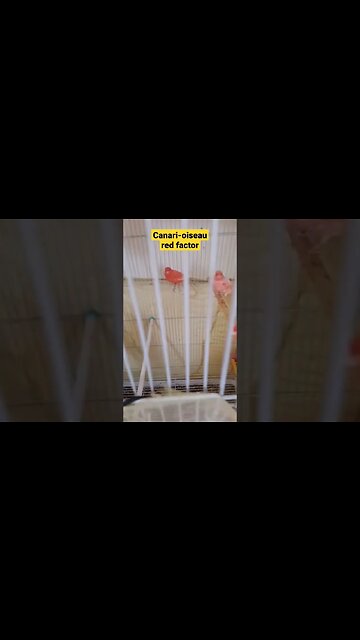 Canari-oiseau red factor