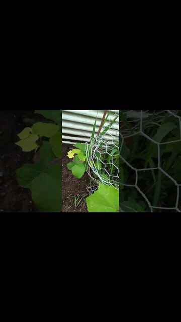 Grape vine is growing