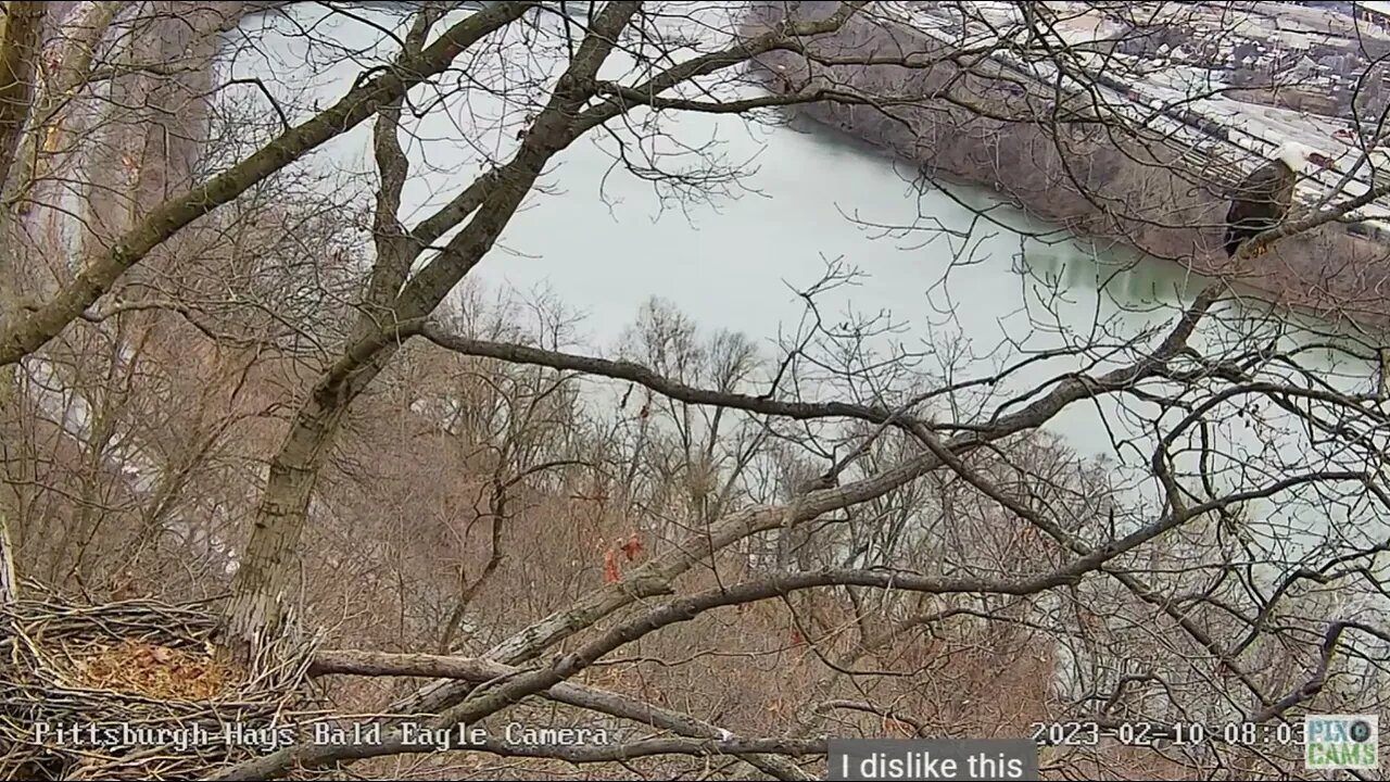 Hays Eagles Mom Working on Brood Patch Feathers Falling 2023 02 10 8:03:32AM