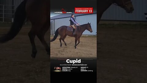 "Cupid" - Beautiful Bay AQHA Gelding - aka ROCKIN SOUTHERN BOY - on Horsebid.com thru Feb 13th