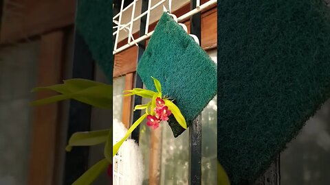 💪🏼🙌🏼Yes! Its a scrubby pad for dishes! 😂 Rescued & in Bloom #howearalavaburst #shorts #ninjaorchids