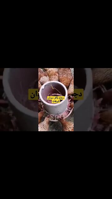 دجاج يأكل ديدان اليرقات