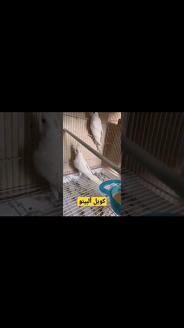 كوبل ألبينو كيوت روعة