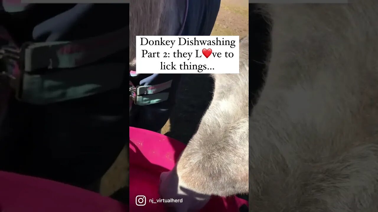 Donkeys as Dishwashers Part 2