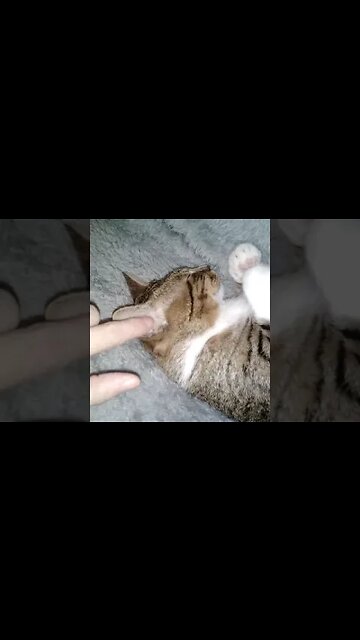 Ear Ticklesw and Nose Boops for this Sleepy Cat