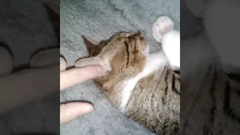 Ear Ticklesw and Nose Boops for this Sleepy Cat