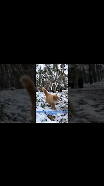 Warrior Cat In Ukraine Leads Ukrainian Soldier In To Battle #shorts