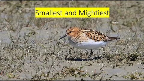 Bird | Smallest and Mightiest