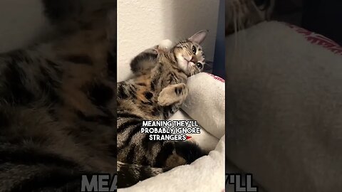 Cause they are ✨Baby✨ #cat #kitten #leonthecatdad #iris #catfacts #blackcat #cute
