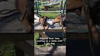 Malinois puppies are learning fast #malinoislovers #puppies #puppiesofinstagram #puppylove