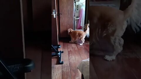 #dogshow , #animals , #dogs , #shorts