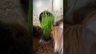 Guinea pigs food fighting 2.0