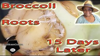 Broccoli Rooting Results -15 Days Later