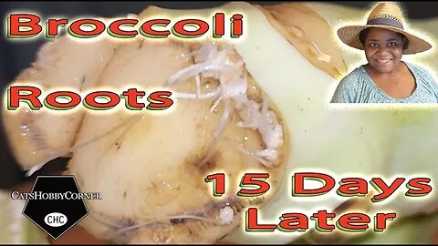 Broccoli Rooting Results -15 Days Later