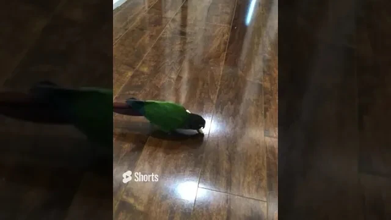 My bird eating a french fry