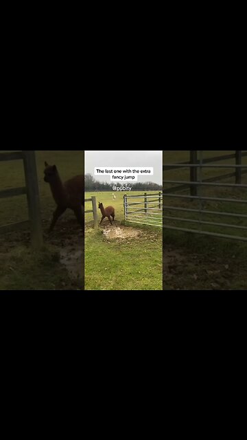 Llama with a fancy jump 🤣 #animals