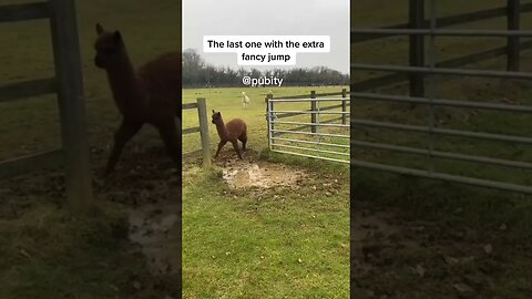 Llama with a fancy jump 🤣 #animals