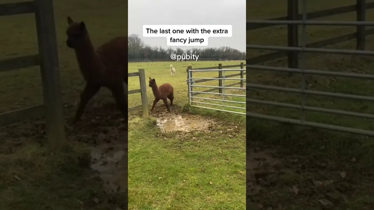 Llama with a fancy jump 🤣 #animals