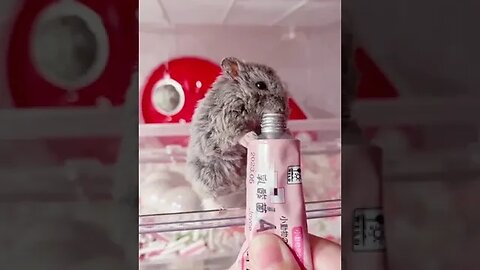 As long as I eat fast enough, fat overtake me, la la la la la ~ # a rat