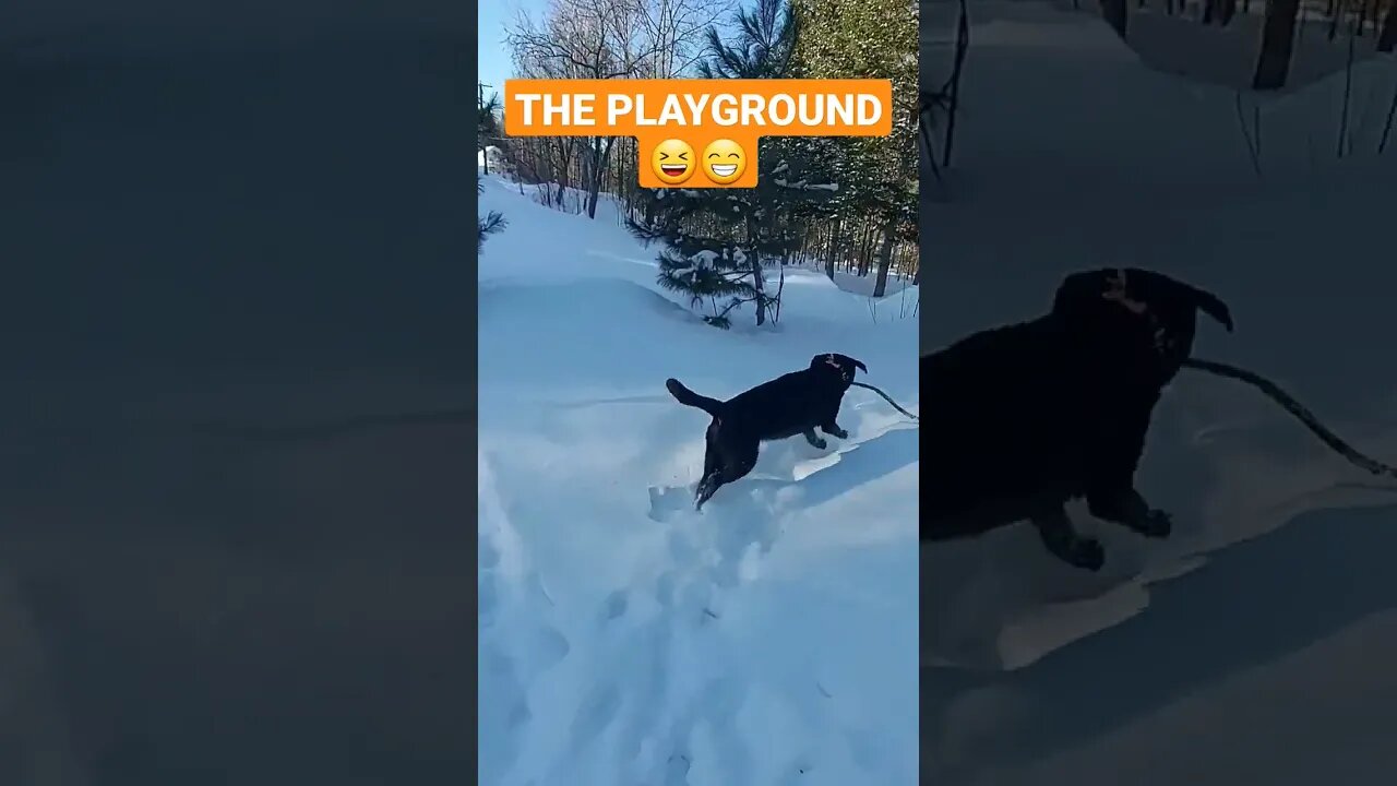 First Tracks! #nature #dog #fun