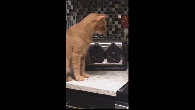 Funny animals - Funny cats / dogs Funny animal videos 2023 - Part.1